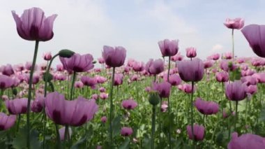 Kırmızı menekşe tarlası Yazın gelincik çiçeği.