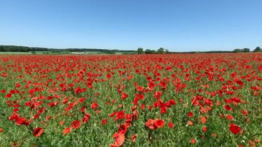 Yazın kırmızı gelincik çiçekleri tarlası.