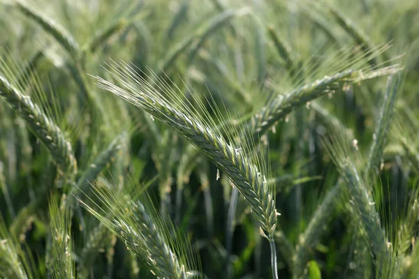 フィールド上の若い緑の小麦の閉鎖 — ストック写真