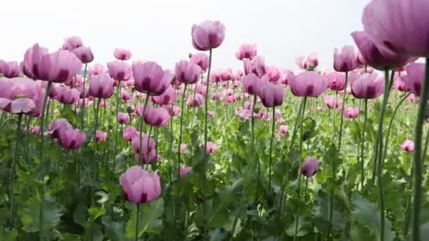 Поле Червоних Фіалкових Квітів Поппі Влітку — стокове відео