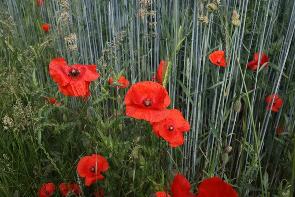 Coquelicot Rouge Dans Champ Parmi Blé — Photo