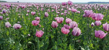 Kırmızı menekşe tarlası Yazın gelincik çiçeği.