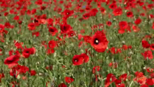 Pole Czerwonych Poppy Kwiaty Lecie — Wideo stockowe
