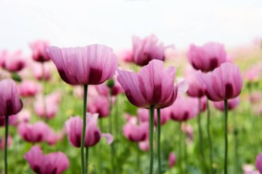 Kırmızı menekşe tarlası Yazın gelincik çiçeği.