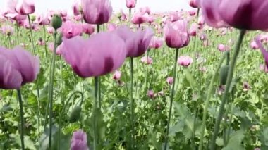 Kırmızı menekşe tarlası Yazın gelincik çiçeği.