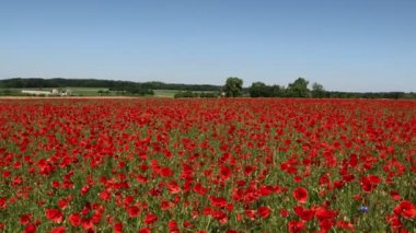 Yazın kırmızı gelincik çiçekleri tarlası.