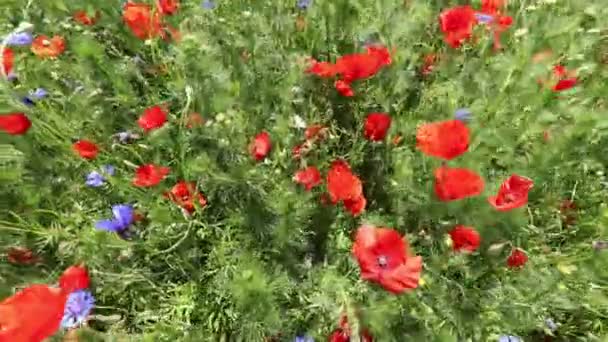 Поле Червоних Квіток Влітку — стокове відео