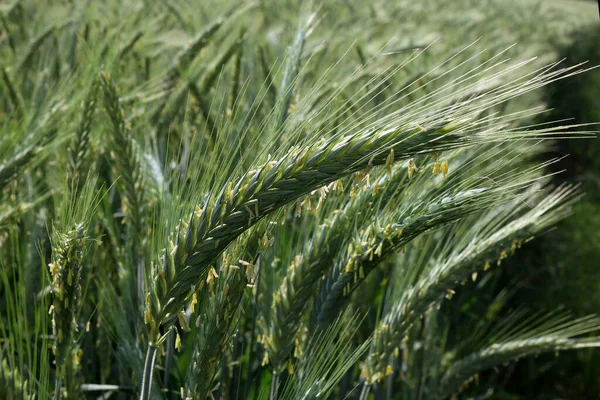 フィールド上の若い緑の小麦の閉鎖 — ストック写真