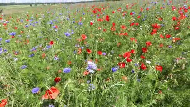 Feld Der Roten Mohnblumen Sommer — Stockvideo