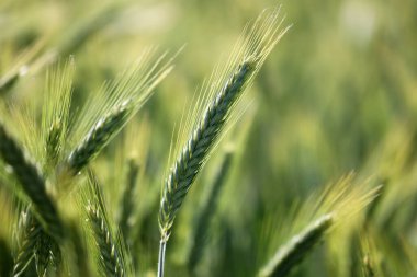 Genç yeşil buğday tarlasını kapatın..