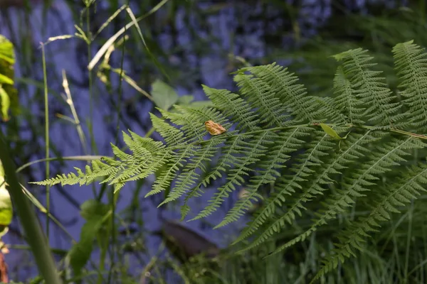 Feuilles Fougère Verte Dans Forêt Été — Photo