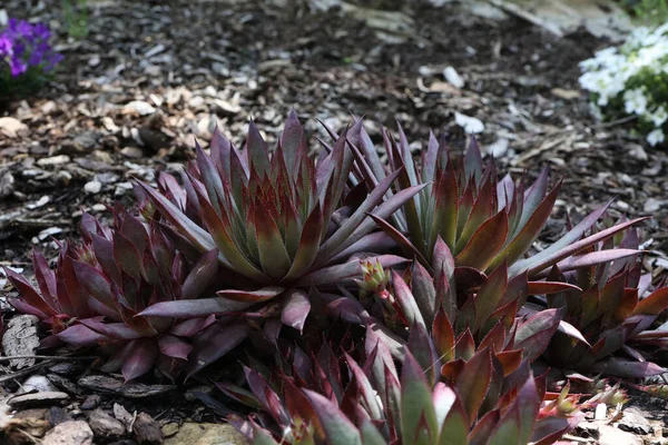 Sempervivum Charadzeae Houseleeks Ζουν Για Πάντα Στον Κήπο Της Άνοιξης — Φωτογραφία Αρχείου