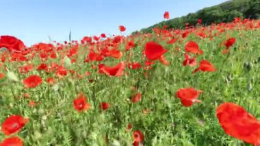 Yazın kırmızı gelincik çiçekleri tarlası.