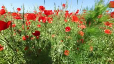 Yazın kırmızı gelincik çiçekleri tarlası.