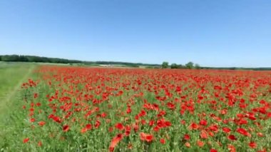 Yazın kırmızı gelincik çiçekleri tarlası.