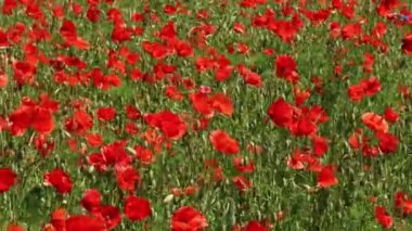 Yazın kırmızı gelincik çiçekleri tarlası.