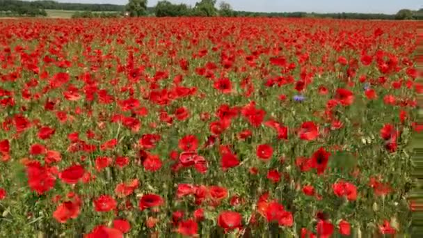 夏の赤いポピーの花のフィールド — ストック動画