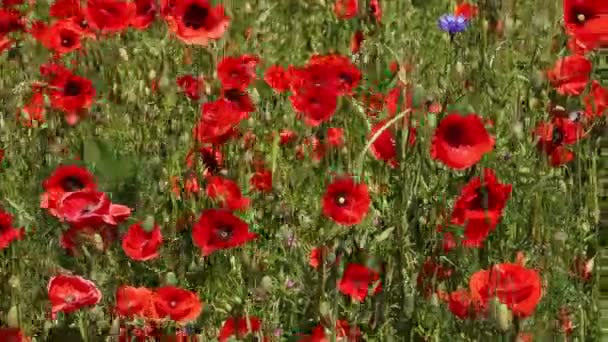 Campo Flores Vermelhas Papoula Verão — Vídeo de Stock