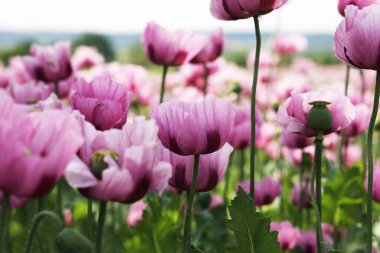 Kırmızı menekşe tarlası Yazın gelincik çiçeği.