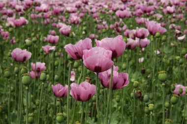 Kırmızı menekşe tarlası Yazın gelincik çiçeği.