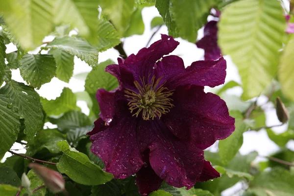 Clematis Květina Zahradě Létě — Stock fotografie