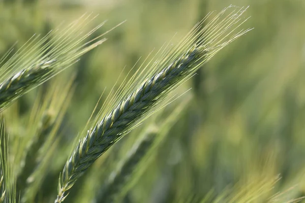 Close Young Green Wheat Field — Stock Photo, Image