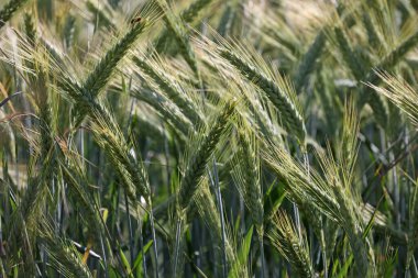Genç yeşil buğday tarlasını kapatın..