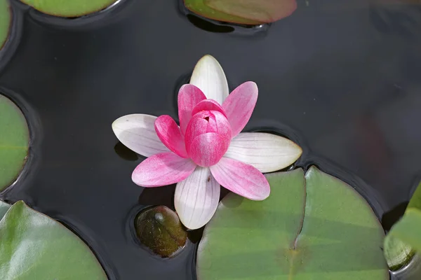 Uma Bela Flor Lírio Água Que Paira Sobre Água — Fotografia de Stock