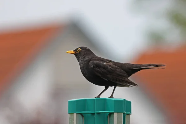 庭で昆虫を探している黒鳥 — ストック写真