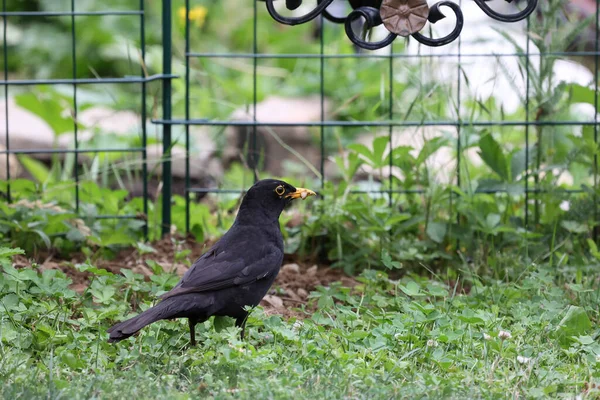 Blackbird Jardim Procura Insetos — Fotografia de Stock