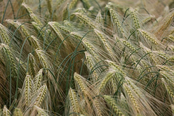 Großaufnahme Von Jungem Grünen Weizen Auf Dem Feld — Stockfoto