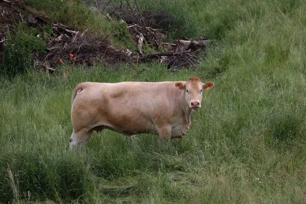Vache Rouge Dans Pâturage Regardant Caméra — Photo
