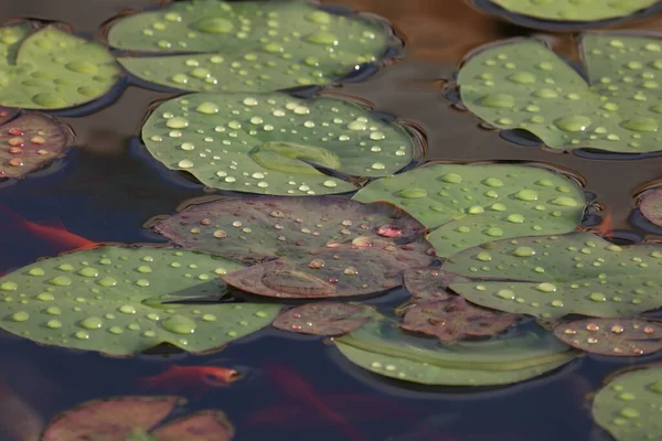 美しい睡蓮は大量の水に葉します — ストック写真