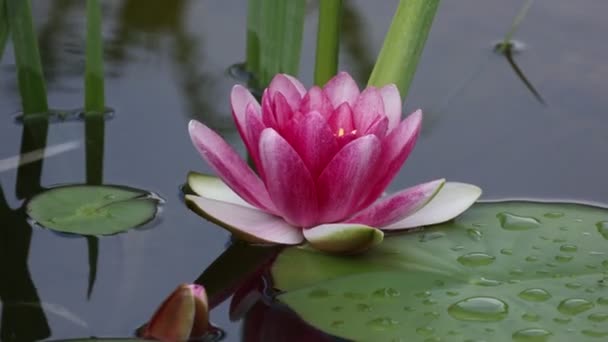 Egy gyönyörű liliom virág, ami a víz felett lebeg..