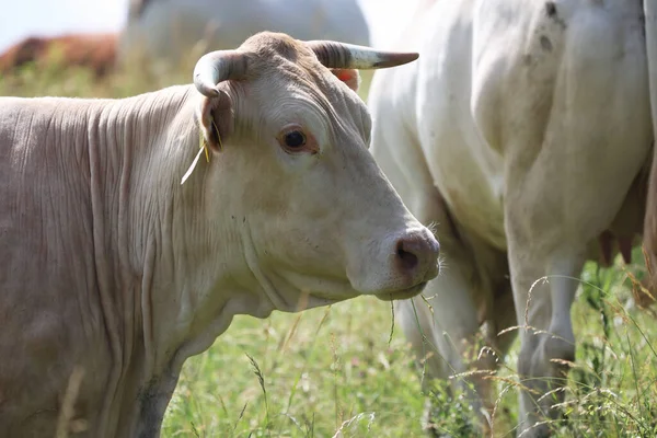 Vache Avec Troupeau Été Sur Pâturage — Photo