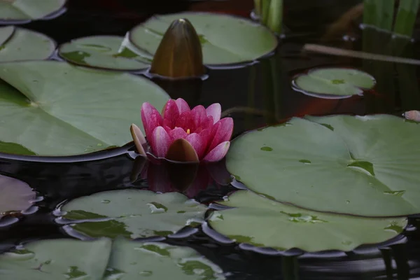 水面に浮かぶ美しい睡蓮の花 — ストック写真