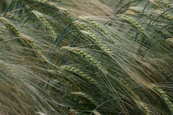 フィールド上の若い緑の小麦の耳 — ストック写真