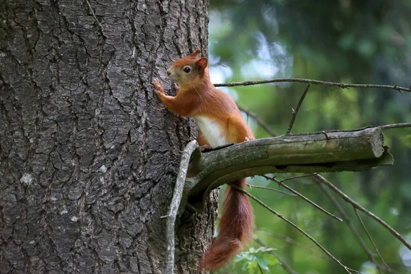 Esquilo Ruivo Senta Uma Árvore Olha Para Baixo — Fotografia de Stock