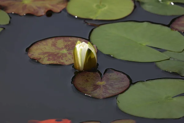 水面に浮かぶ美しい睡蓮の花 — ストック写真