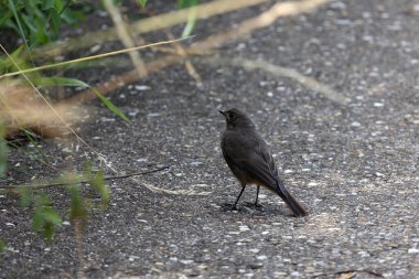 Warbler Redstart bahçede yiyecek arıyor..