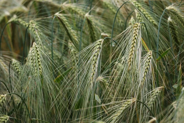 フィールド上の若い緑の小麦の耳 — ストック写真
