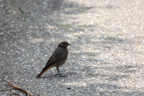 Warbler Redstart Garden Looking Food — Stock Photo, Image