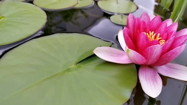 Una Hermosa Flor Lirio Agua Que Flota Sobre Agua — Vídeos de Stock