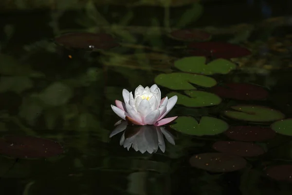 Una Hermosa Flor Lirio Agua Que Flota Sobre Agua —  Fotos de Stock