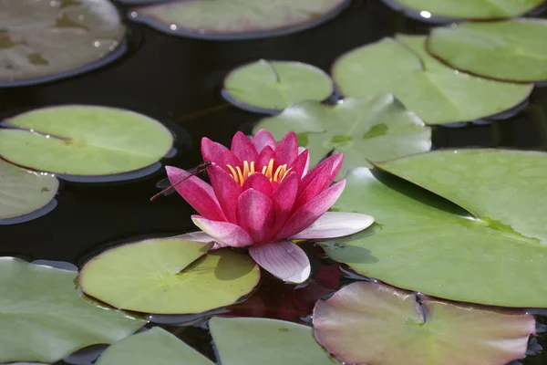 Un bellissimo fiore di ninfee che aleggia sull'acqua — Foto Stock