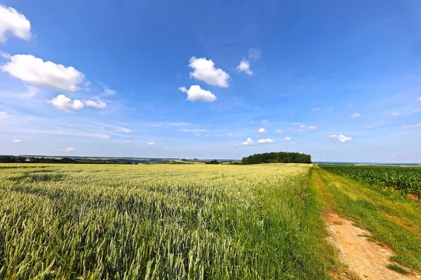 Pšeničná pole v létě začátkem července v Německu — Stock fotografie