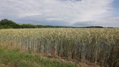 Çavdar ekmeği yazın olgunlaşır.