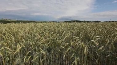 Çavdar ekmeği yazın olgunlaşır.