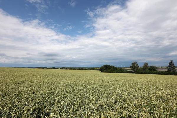 Tarwe Oren Rijpen Het Veld Zomer — Stockfoto