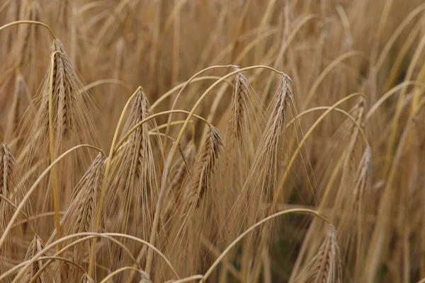 野原でのライ麦の黄金の耳 — ストック写真